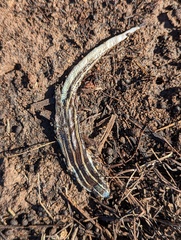 Plestiodon skiltonianus skiltonianus