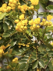 Senna racemosa