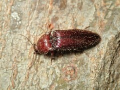 Hapatesus hirtus