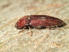 Hapatesus hirtus