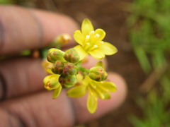 Eriospermum mackenii