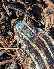 Plestiodon skiltonianus skiltonianus