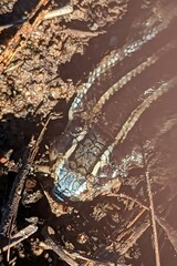 Plestiodon skiltonianus skiltonianus