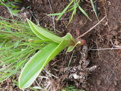 Eriospermum mackenii