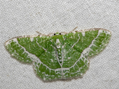 Eucyclodes insperata