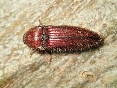 Hapatesus hirtus