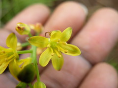 Eriospermum mackenii
