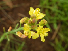 Eriospermum mackenii