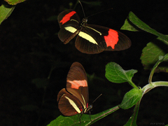 Heliconius erato phyllis