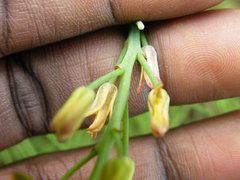 Eriospermum mackenii