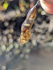 Pseudacris hypochondriaca