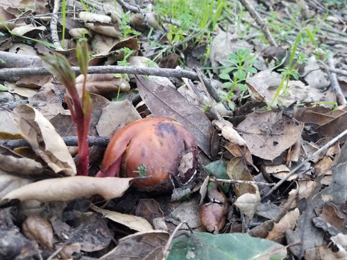 California Buckeye seedling