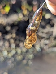 Pseudacris hypochondriaca