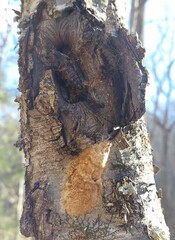 Lymantria dispar