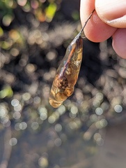 Pseudacris hypochondriaca