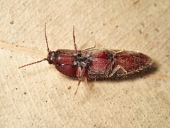 Hapatesus hirtus