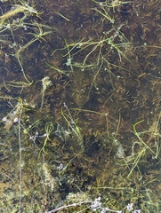 Branchinecta sandiegonensis