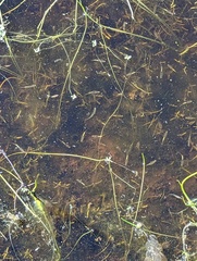 Branchinecta sandiegonensis