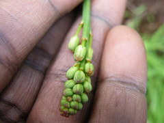 Eriospermum mackenii