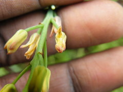 Eriospermum mackenii