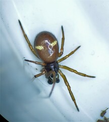 Asagena americana