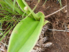 Eriospermum mackenii