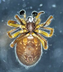 Asagena americana