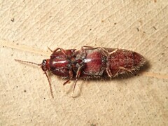 Hapatesus hirtus