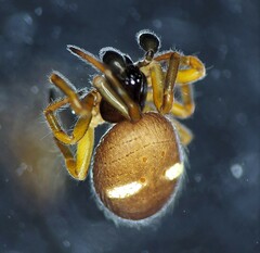 Asagena americana
