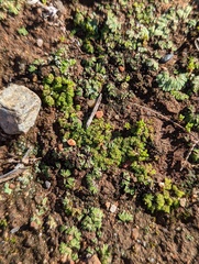 Geothallus tuberosus