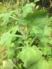 Smallanthus sonchifolius