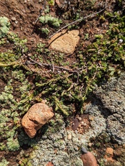 Selaginella cinerascens