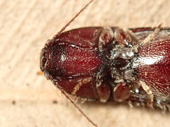 Hapatesus hirtus
