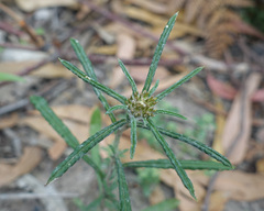 Euchiton