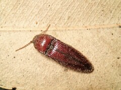 Hapatesus hirtus