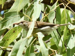 Ramsayornis modestus