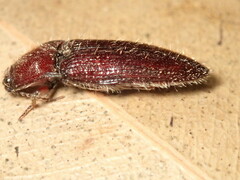 Hapatesus hirtus