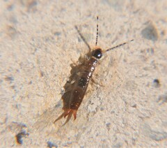 Euborellia annulipes