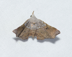 Esthlodora versicolor