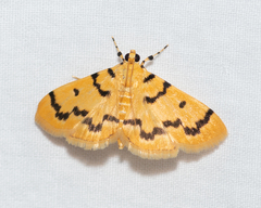 Dichocrocis clytusalis