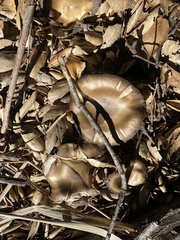 Entoloma ferruginans