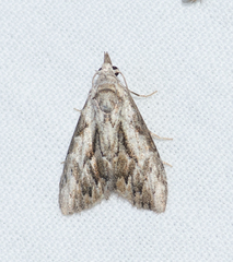 Nola pleurochorda