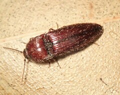 Hapatesus hirtus