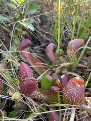 Sarracenia