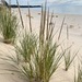 American Marram Grass - Photo (c) Rob Curtis, some rights reserved (CC BY-NC-SA), uploaded by Rob Curtis