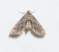 Parapoynx crisonalis