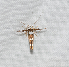 Stathmopoda triselena