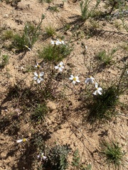 Coreocarpus parthenioides