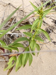 Saponaria officinalis