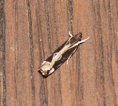 Chaliniastis astrapaea